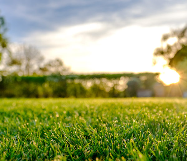 Économies d'eau : Quelle pelouse semer dans son jardin et comment tondre intelligemment ?