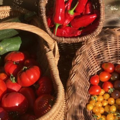 « C'est très satisfaisant de manger les légumes qu'on a fait pousser » : sur Instagram, un jardinier breton fait des miracles