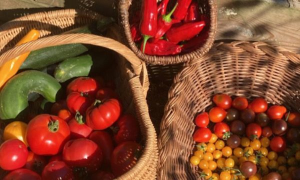 « C'est très satisfaisant de manger les légumes qu'on a fait pousser » : sur Instagram, un jardinier breton fait des miracles