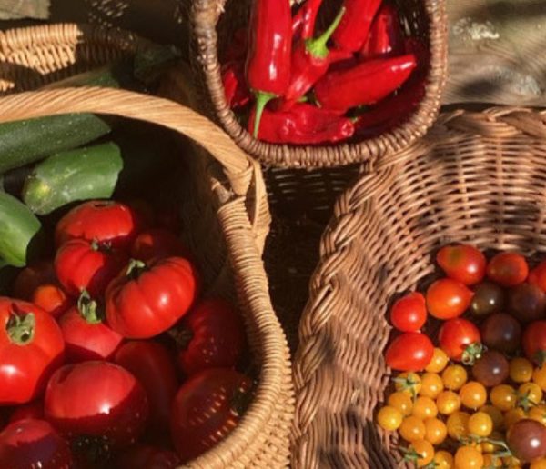 « C'est très satisfaisant de manger les légumes qu'on a fait pousser » : sur Instagram, un jardinier breton fait des miracles