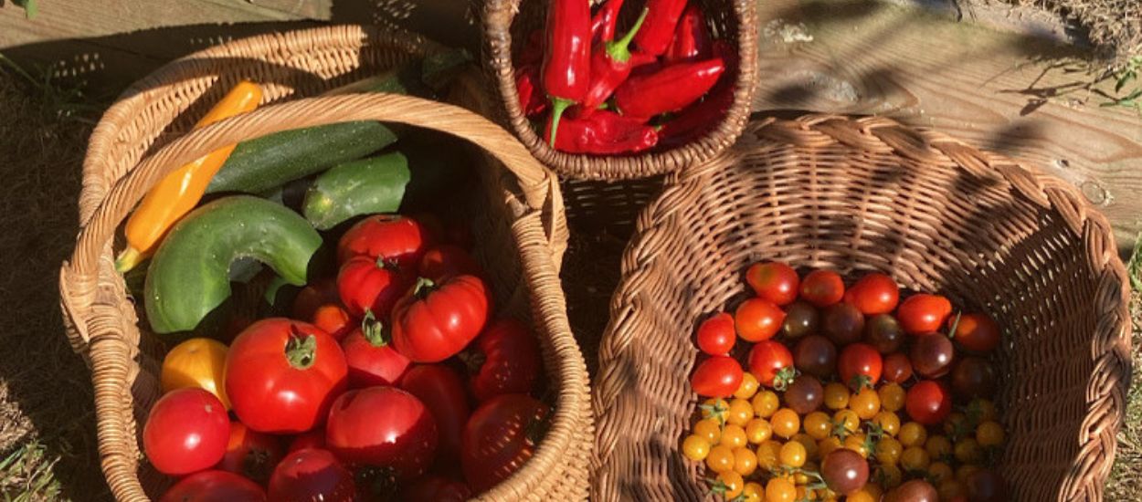 « C'est très satisfaisant de manger les légumes qu'on a fait pousser » : sur Instagram, un jardinier breton fait des miracles