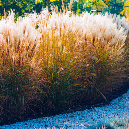 Combustible, isolant, paillage et filtre naturel : découvrez tous les avantages du miscanthus