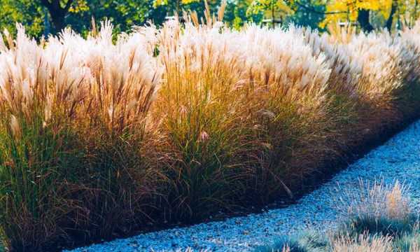 Combustible, isolant, paillage et filtre naturel : découvrez tous les avantages du miscanthus