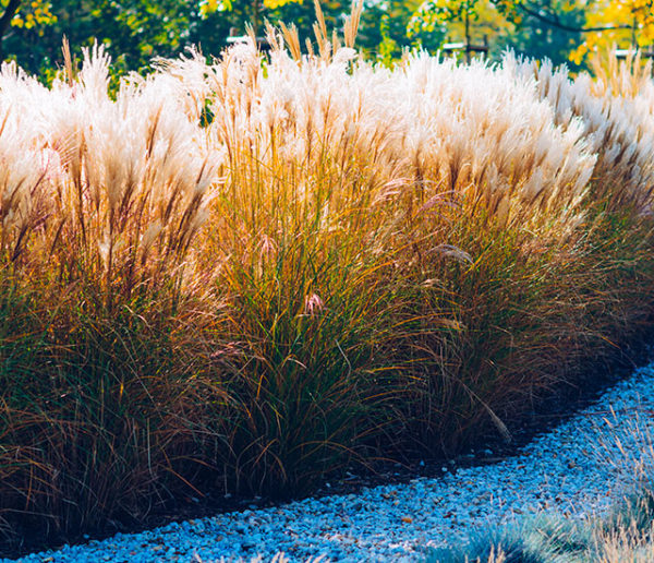 Chanvre, lin, miscanthus, l'importance d'un bon paillage dans le jardin  pour économiser de l'eau - NeozOne