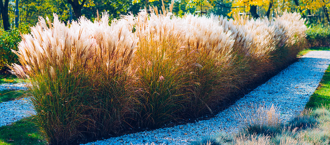 Combustible, isolant, paillage et filtre naturel : découvrez tous les avantages du miscanthus