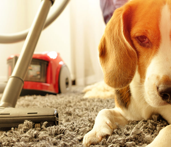 Entretenir sa maison quand on a des animaux