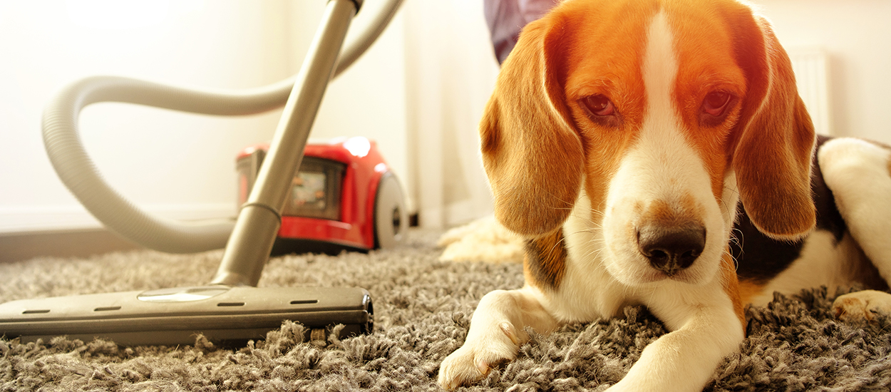 Nettoyage après le passage de votre animal de compagnie - aspirateur pour poils  d'animaux