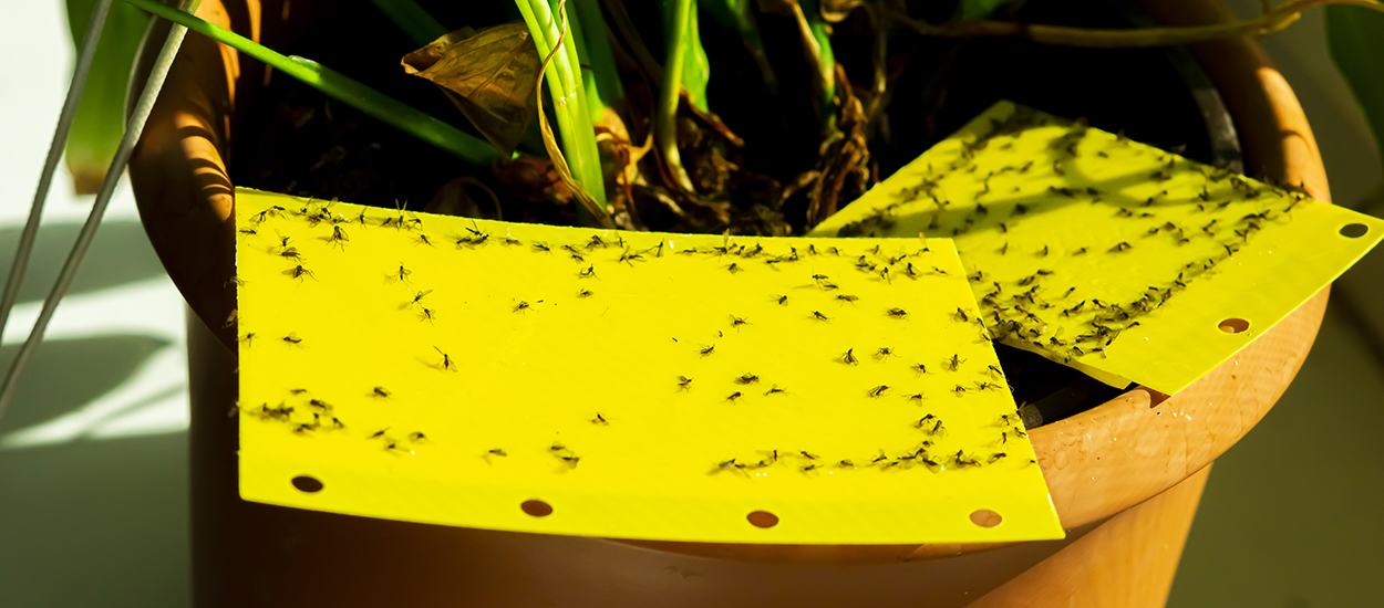 Comment se débarrasser des moucherons du terreau qui envahissent les plantes vertes ?