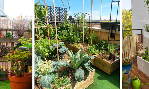 5 erreurs à éviter pour avoir un beau petit potager sur son balcon