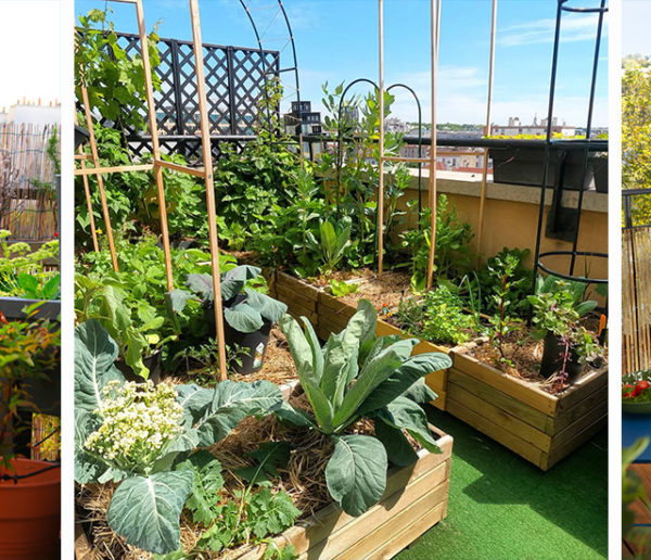 5 erreurs à éviter pour avoir un beau petit potager sur son balcon