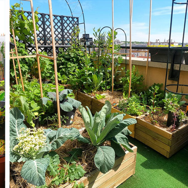 Sitemapcdatahttpsshopinf Inetcomla Taxe Sur Les Potagers En Vigueur Des 2021