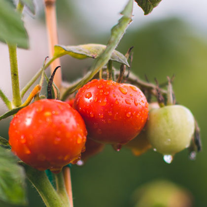 Comment construire une structure pour protéger et faire pousser ses tomates ?
