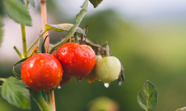 Comment construire une structure pour protéger et faire pousser ses tomates ?