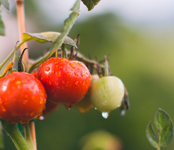Construisez une structure qui protège et fait pousser vos tomates