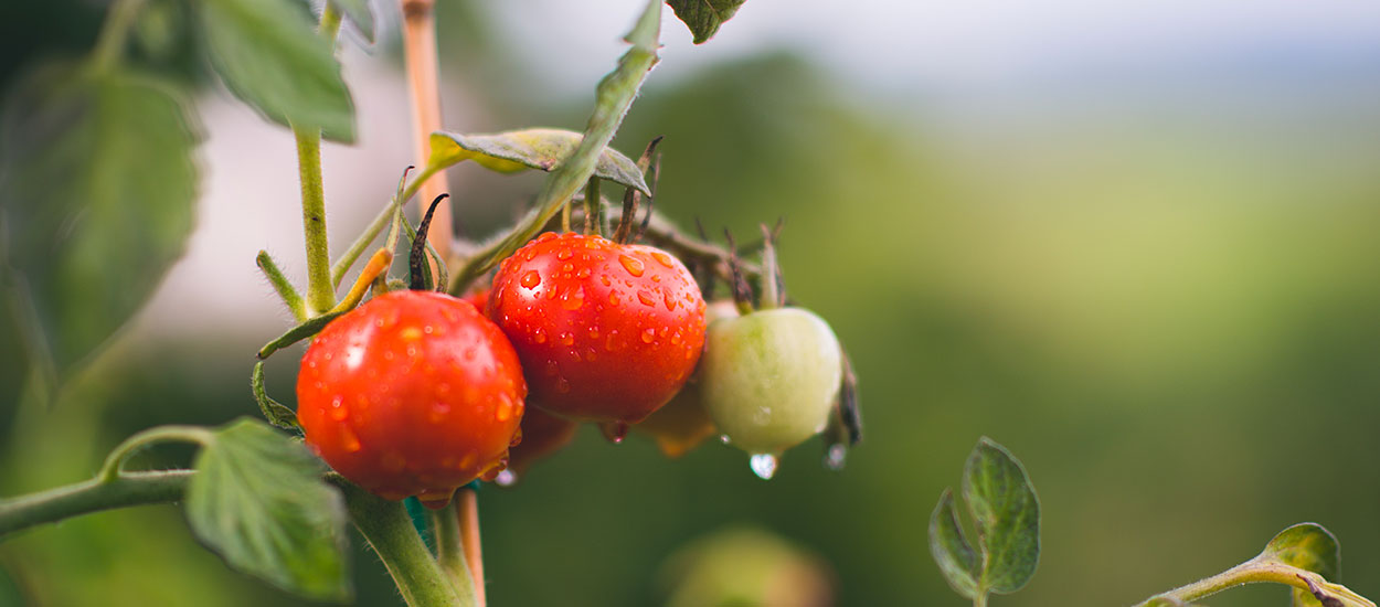 Comment construire une structure pour protéger et faire pousser ses tomates ?