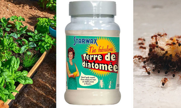 Terre de diatomée : insecticide, anti-nuisible, vermifuge… 5 utilisations utiles et naturelles pour la maison