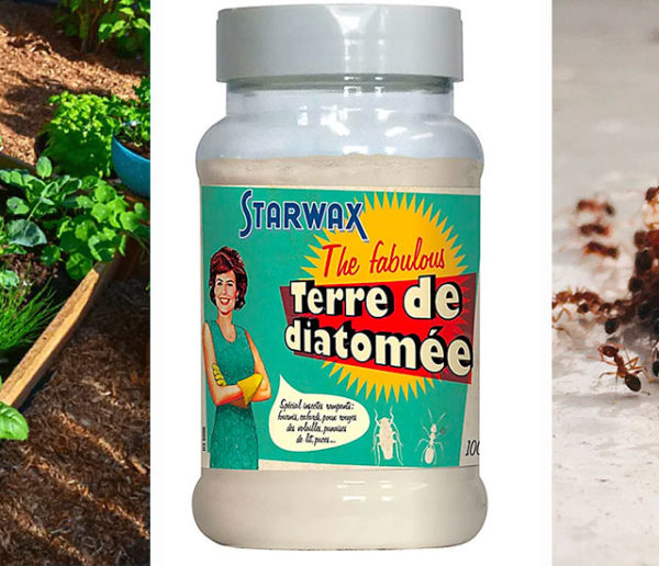 Terre de diatomée : insecticide, anti-nuisible, vermifuge… 5 utilisations utiles et naturelles pour la maison
