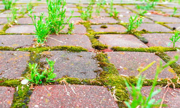 Comment éliminer naturellement la mousse sur sa terrasse ?