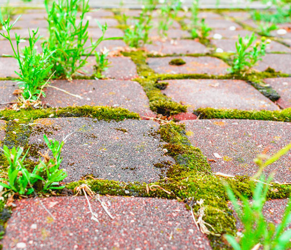 Comment éliminer naturellement la mousse sur sa terrasse ?