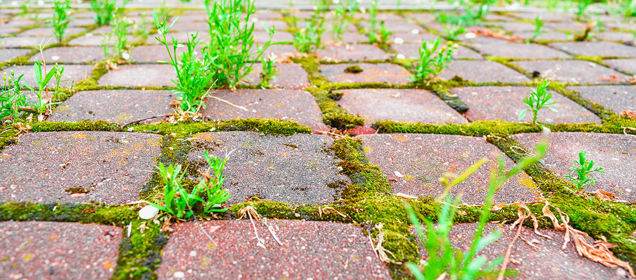 Comment éliminer naturellement la mousse sur sa terrasse ?