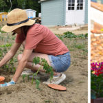 une femme plante des oyas pour arroser les plantes pendant les vacances, des bouteilles d'eau renversées dans des jardinières