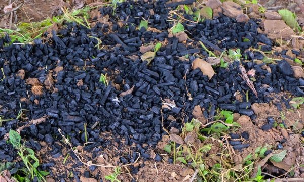 Découvrez le biochar, ce charbon ultra puissant qui fertilise les sols et capte le carbone