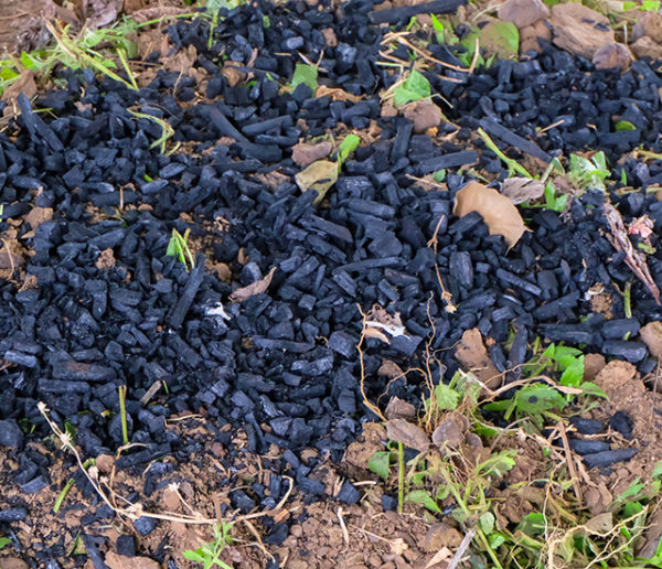 Découvrez le biochar, ce charbon ultra puissant qui fertilise les sols et capte le carbone