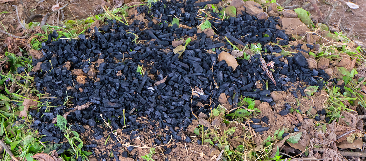 Découvrez le biochar, ce charbon ultra puissant qui fertilise les sols et capte le carbone