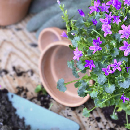 Quelles fleurs acheter ou planter à la fin du printemps pour profiter de leur floraison en été ?