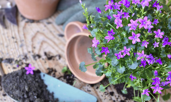 Quelles fleurs acheter ou planter à la fin du printemps pour profiter de leur floraison en été ?