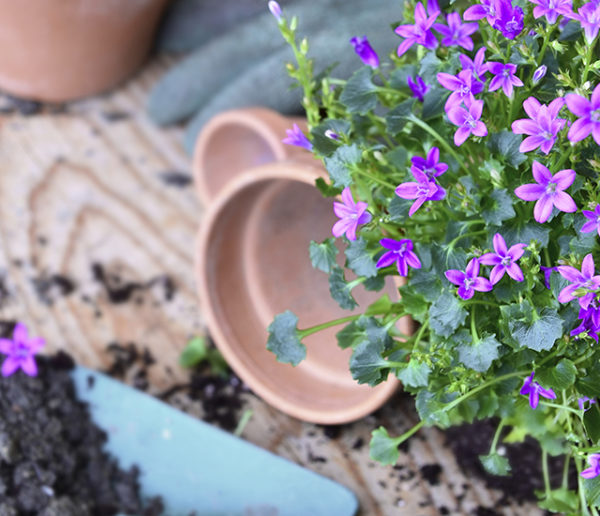 Quelles fleurs acheter ou planter à la fin du printemps ?