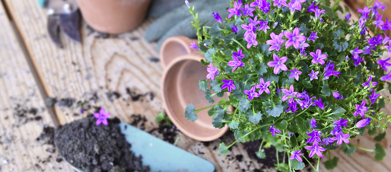 Quelles fleurs acheter ou planter à la fin du printemps ?