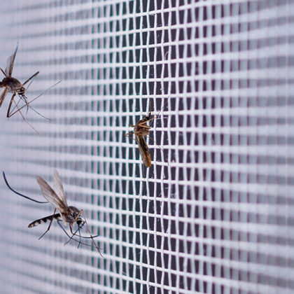 Contre les moustiques cet été : rien de mieux que cette sélection de moustiquaires !