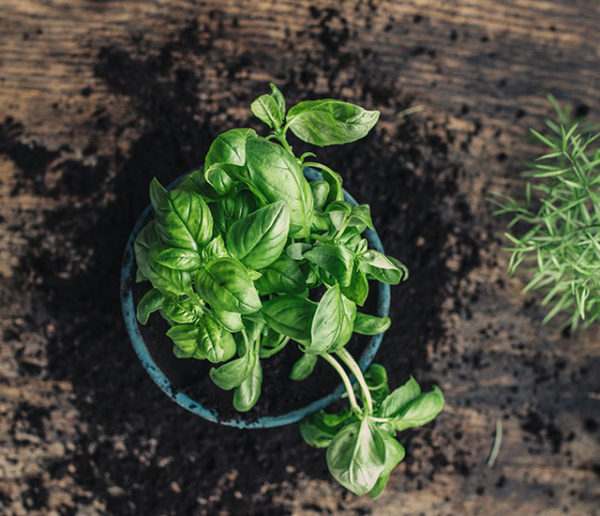 aménagement-plantes-aromatiques