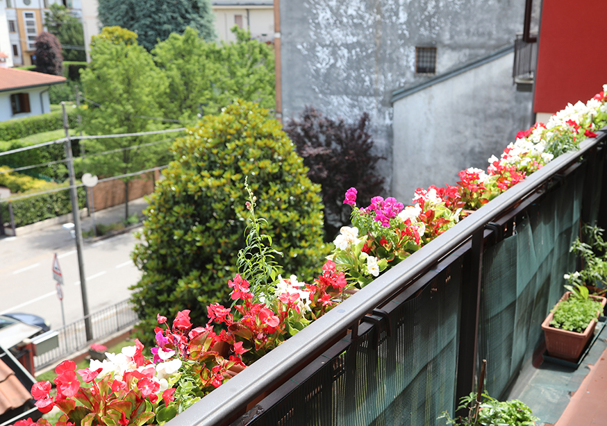 une jardinière de bégonias