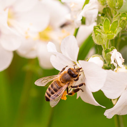 Les erreurs à ne pas faire pour préserver la biodiversité dans votre jardin