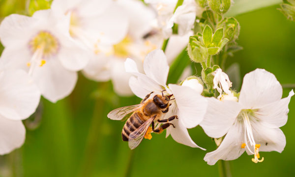 Les erreurs à ne pas faire pour préserver la biodiversité dans votre jardin