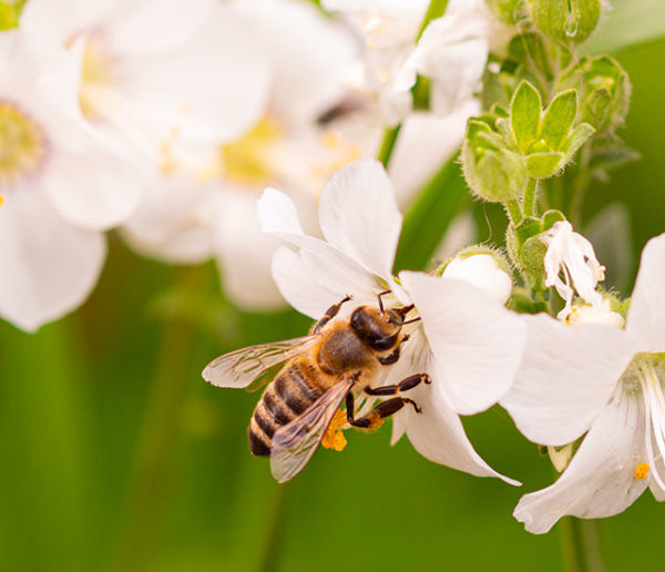 Les erreurs à ne pas faire pour préserver la biodiversité dans votre jardin