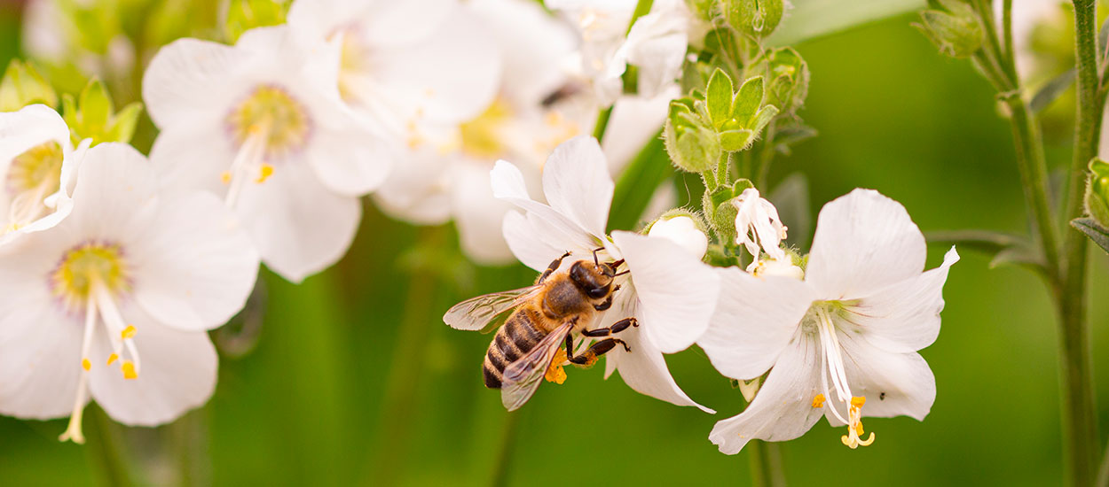 Les erreurs à ne pas faire pour préserver la biodiversité dans votre jardin