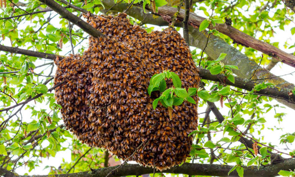 Que faire en présence d'un essaim d'abeilles chez soi ?