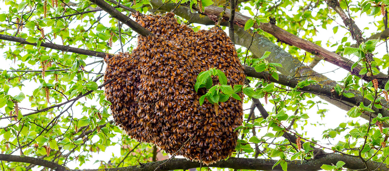 Que faire en présence d'un essaim d'abeilles chez soi ?