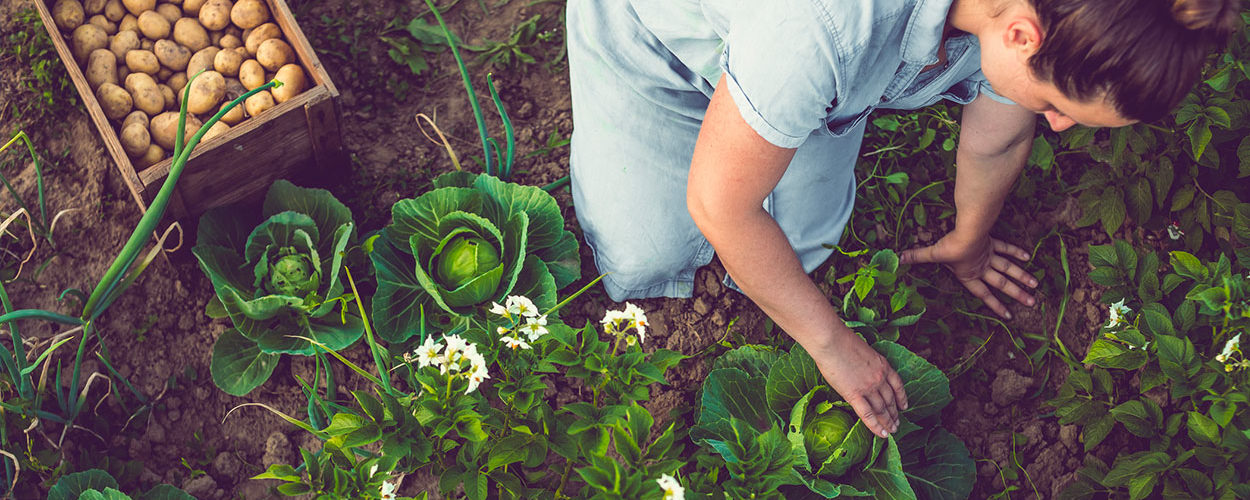 Comment protéger ses salades des nuisibles et de la chaleur ?