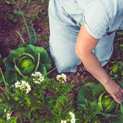 Comment protéger ses salades des nuisibles et de la chaleur ?