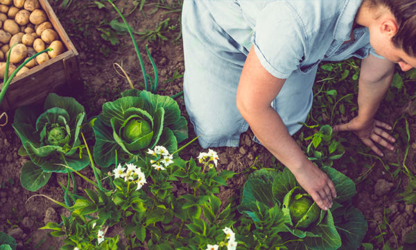 Comment protéger ses salades des nuisibles et de la chaleur ?