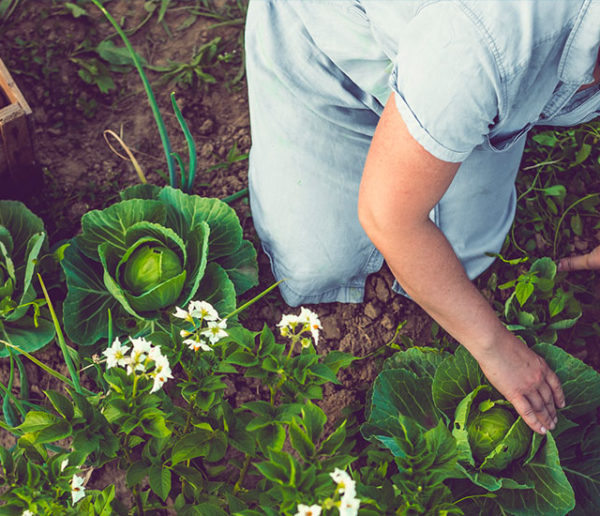 Comment protéger ses salades des nuisibles et de la chaleur ?