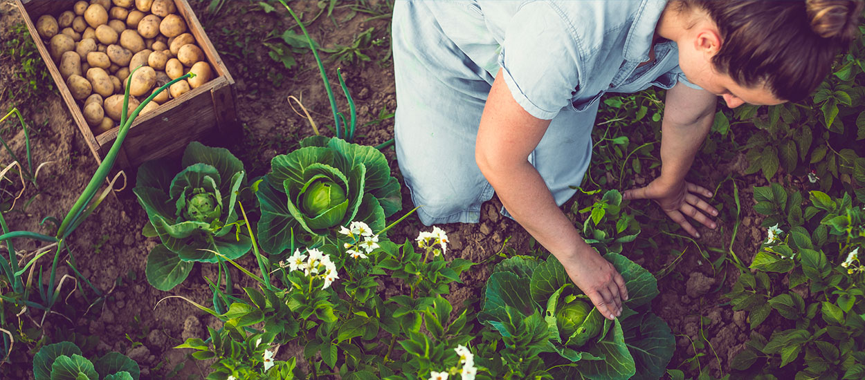 Comment protéger ses salades des nuisibles et de la chaleur ?