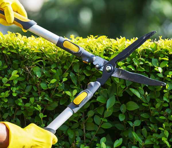 Services à la personne : un crédit d'impôt pour les petits travaux de jardinage