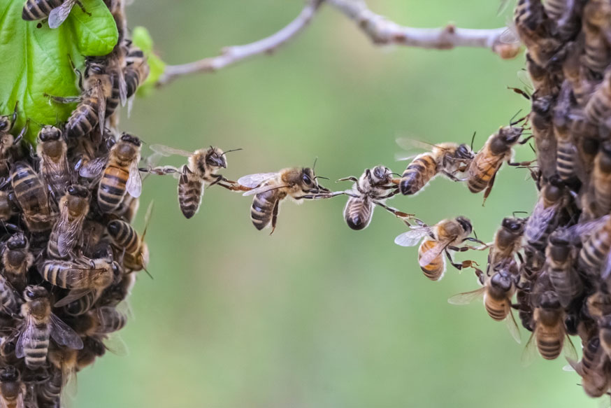 Que faire si vous trouvez un essaim d'abeilles dans votre jardin, et ce  qu'il ne faut pas faire