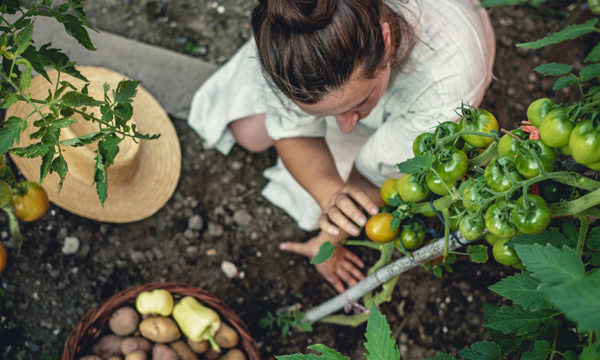 Une taxe sur les potagers bientôt en France ? Une rumeur étonnante qui perdure