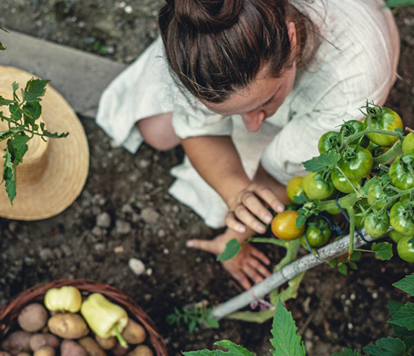 Une taxe sur les potagers bientôt en France ? Une rumeur étonnante qui perdure